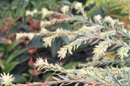 july Gardening