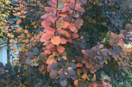 november Gardening