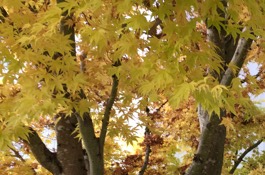 october Gardening