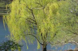 Trees
