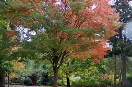 Trees