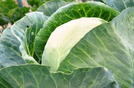 Veggies