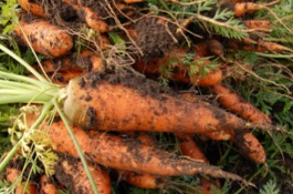 Veggies