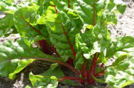 Veggies