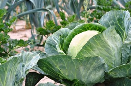 Veggies