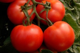 Veggies
