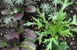 Vegetable Planting Calendar