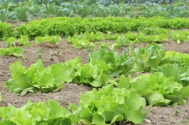 Veggies